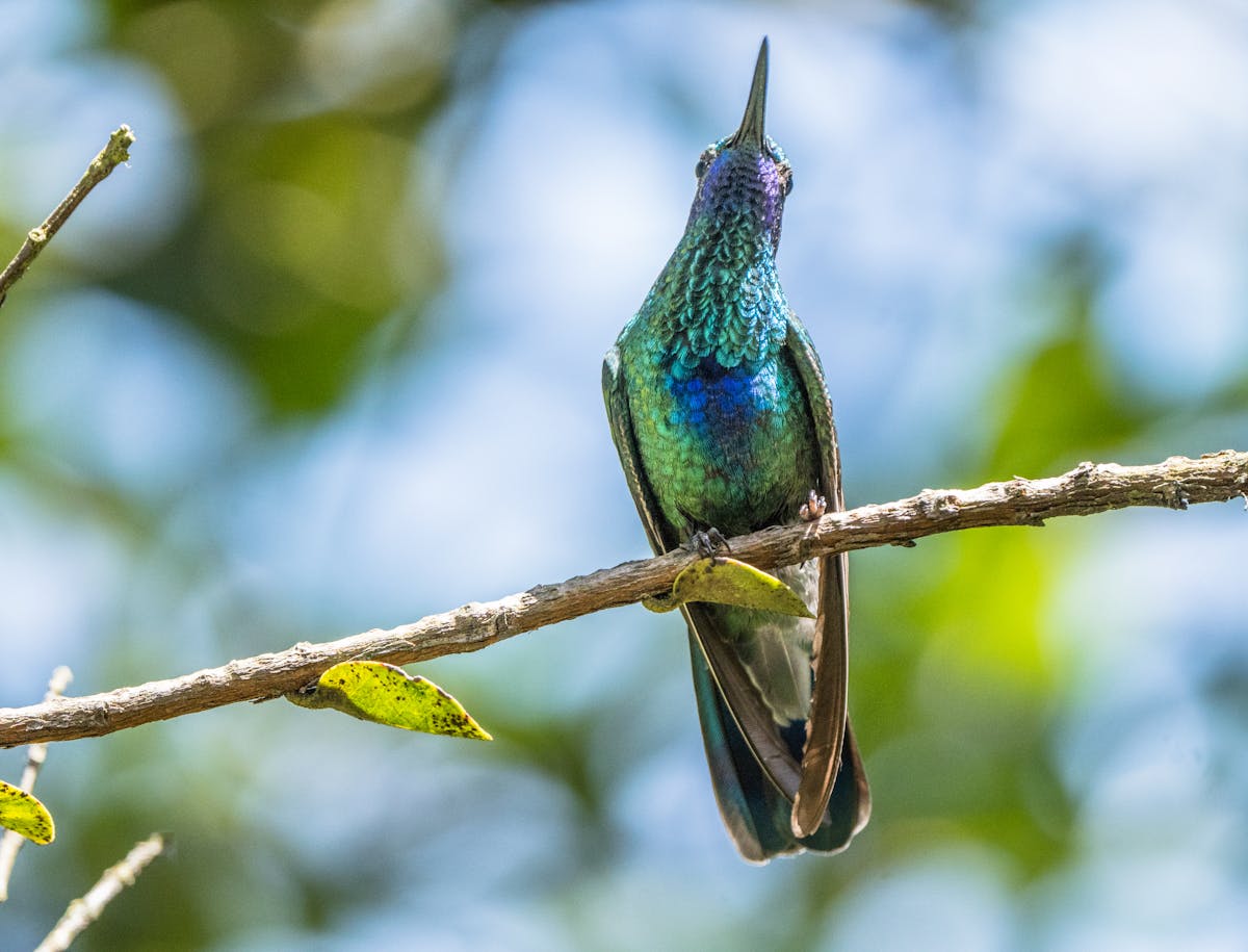 Do Hummingbirds Play, or Are They Fighting